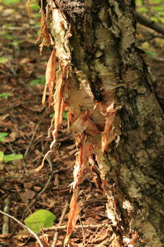 Слика од Betula ermanii Cham.