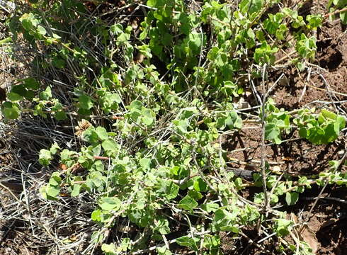 Image of Abutilon sonneratianum (Cav.) Sweet