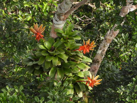 Aechmea romeroi L. B. Sm.的圖片