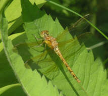 Image of <i>Sympetrum striolatum imitoides</i> Bartenef 1919