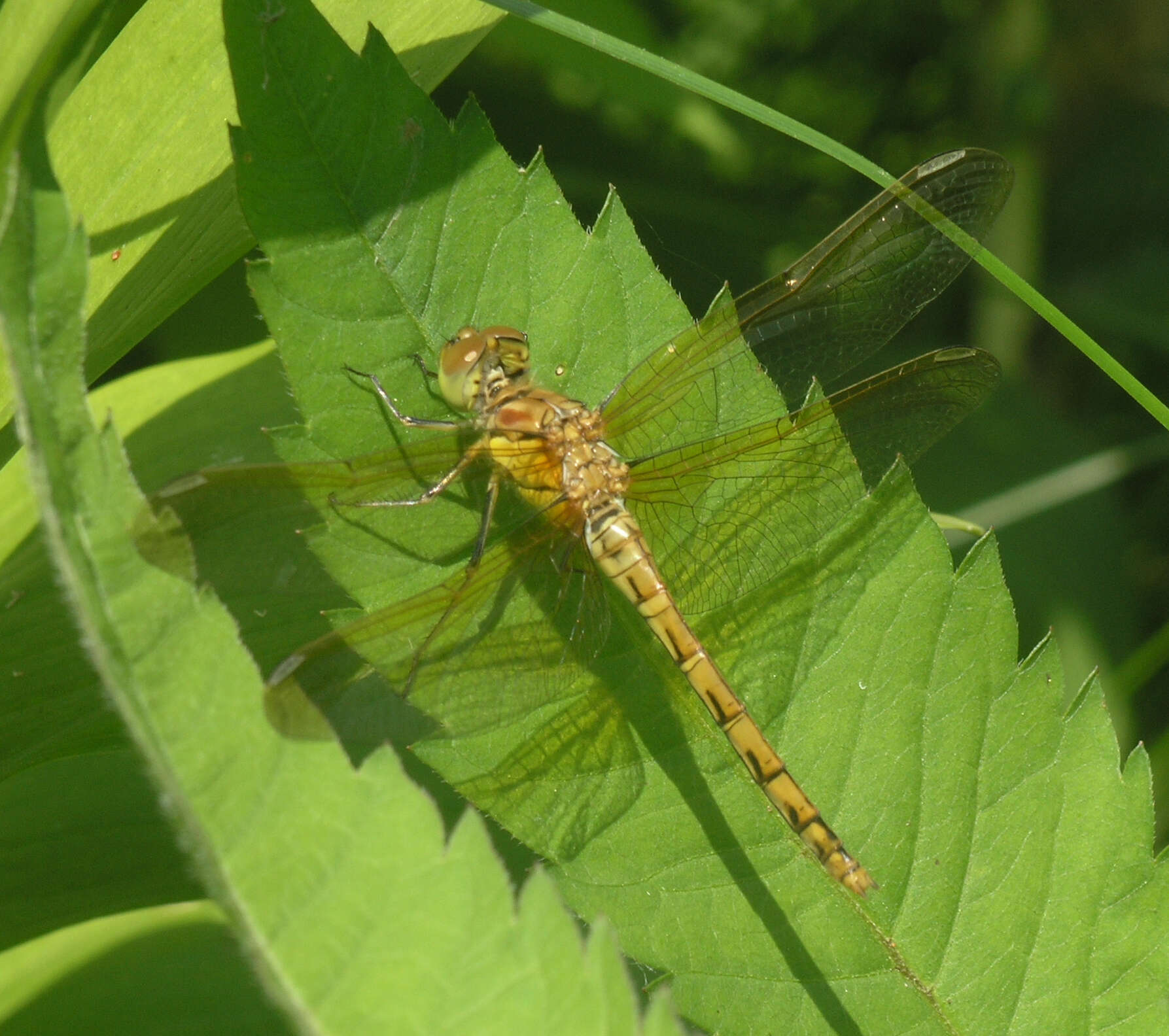 Image of <i>Sympetrum striolatum imitoides</i> Bartenef 1919