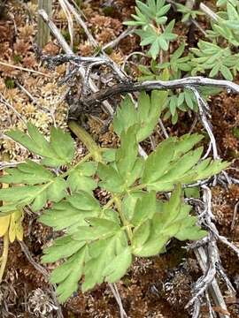 Imagem de Conioselinum scopulorum (A. Gray) Coult. & Rose