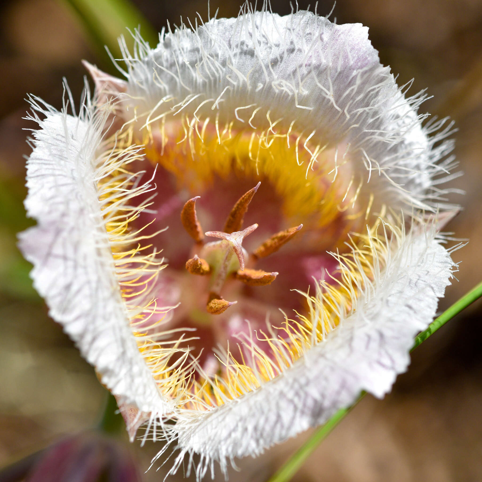 Calochortus coxii M. R. Godfrey & Callahan resmi