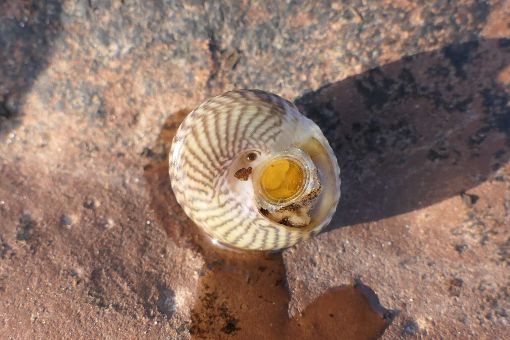 Image of Steromphala cineraria (Linnaeus 1758)