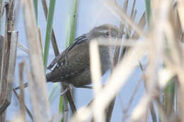 Image of Marsh Wren