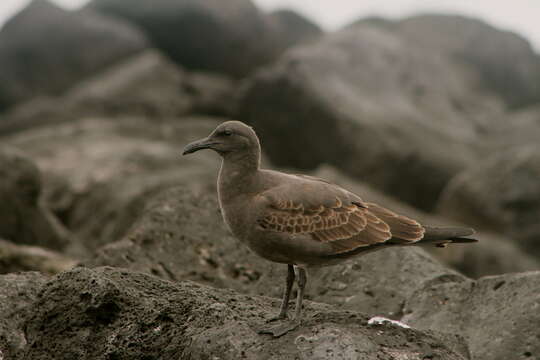 Image of Lava Gull