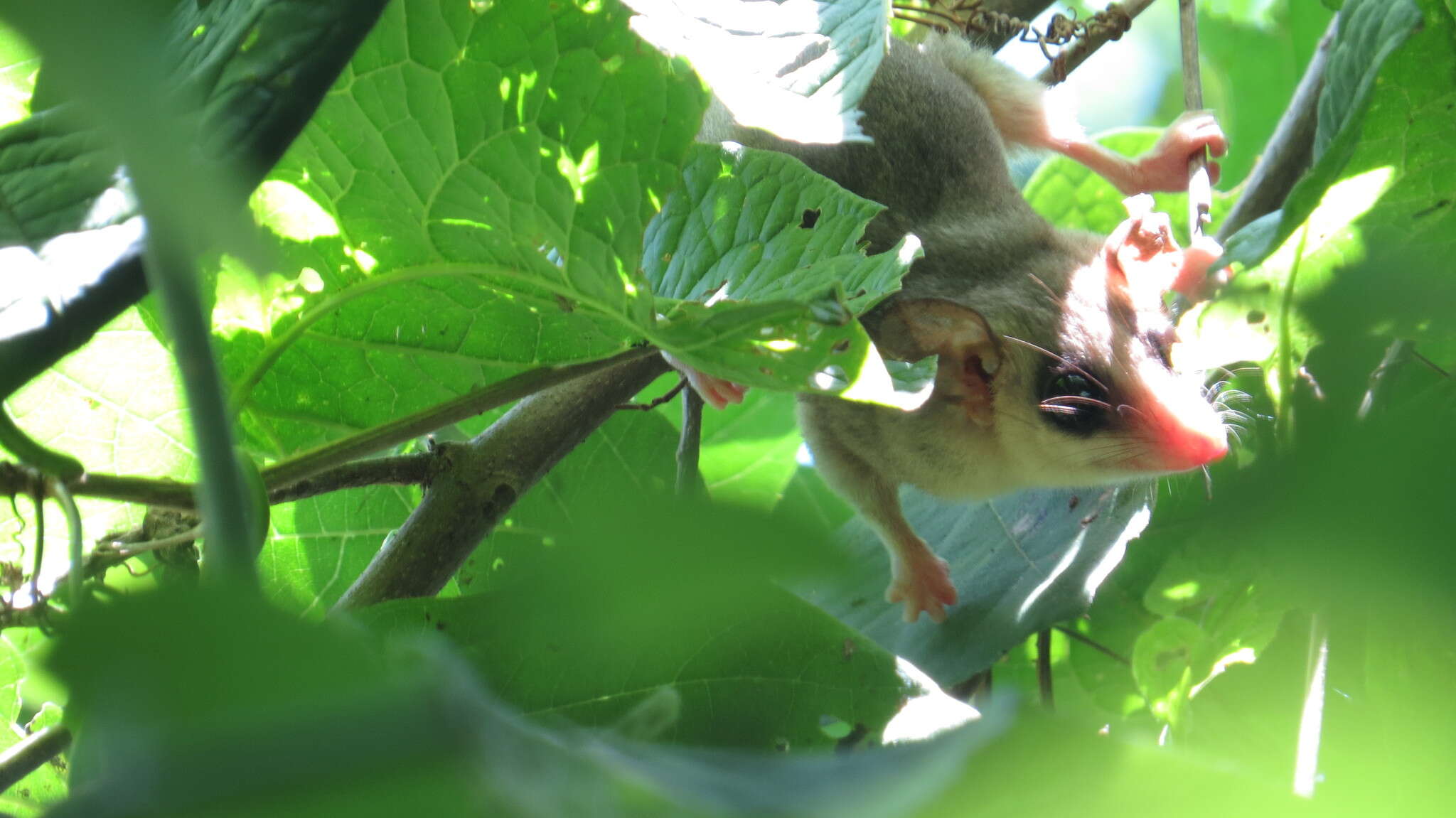 Image of Mexican Mouse Opossum