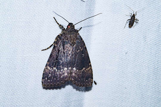 Image of copper underwing