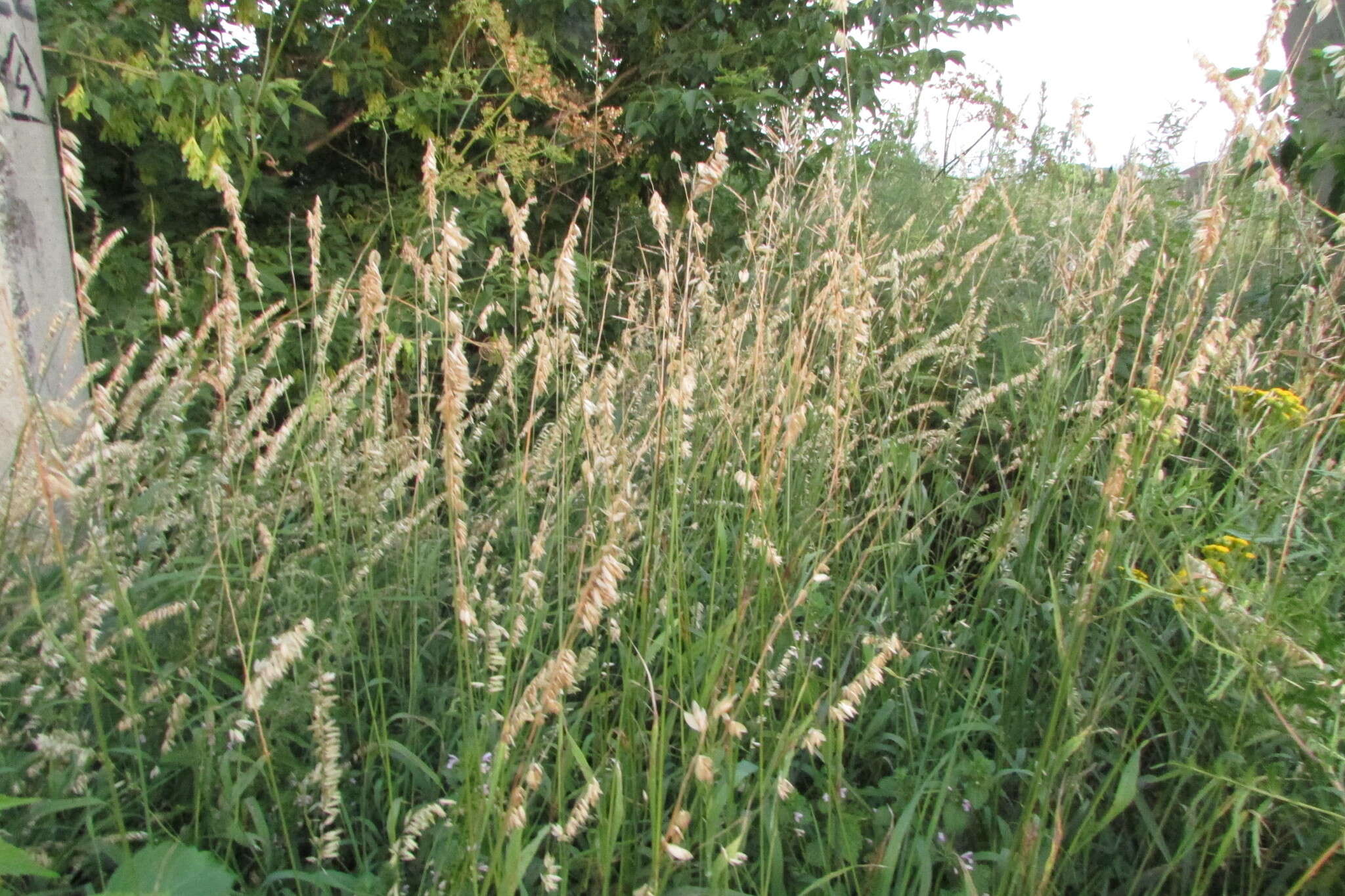 Image of Siberian melicgrass