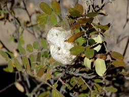 Слика од Borocera madagascariensis Boisduval 1833