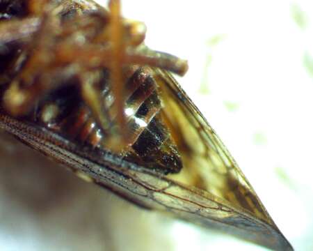 Image of Ophiderma pubescens Emmons
