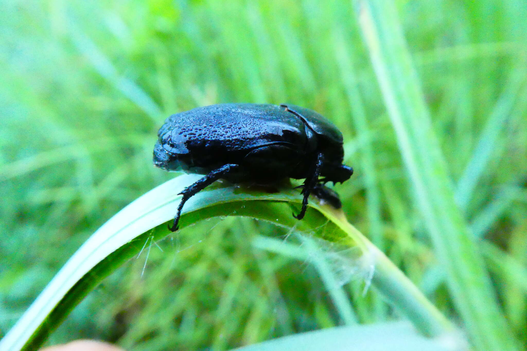 صورة Diplognatha gagates (Forster 1771)