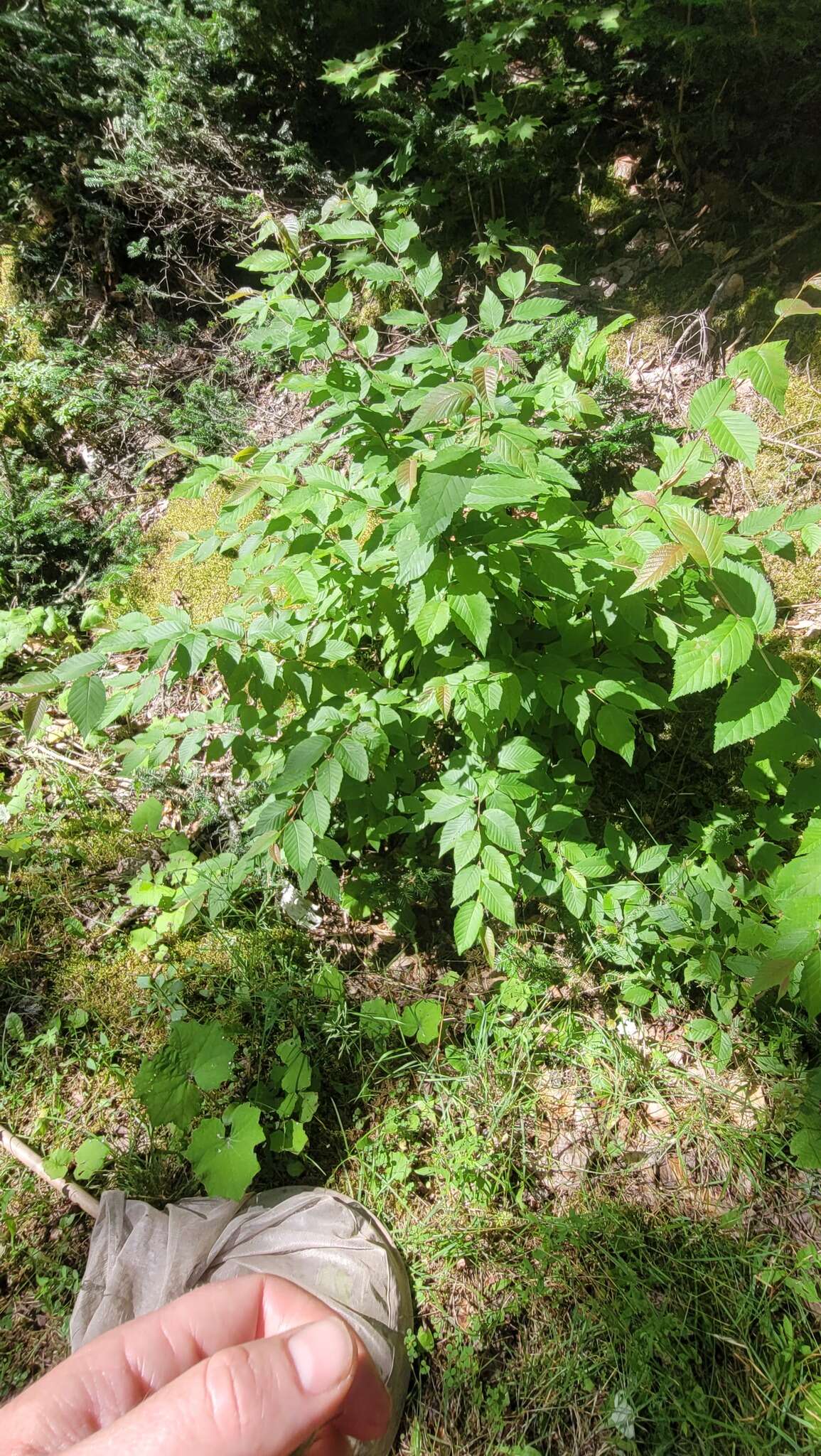 Imagem de Stigmella betulicola (Stainton 1856) Beirne 1945