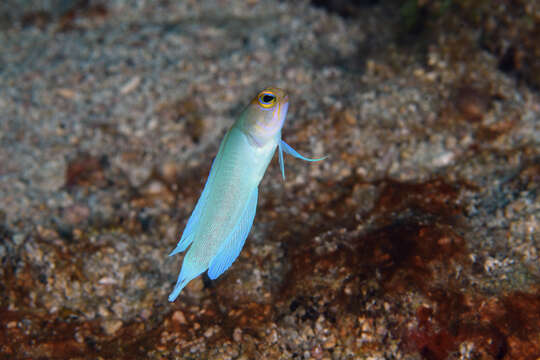 Image of Yellowhead Jawfish