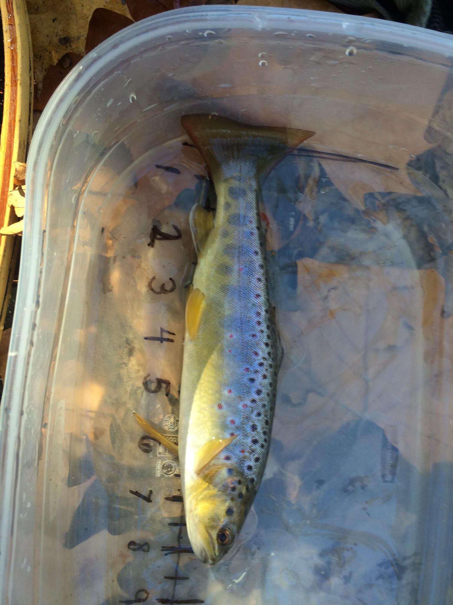 Image of Brown Trout