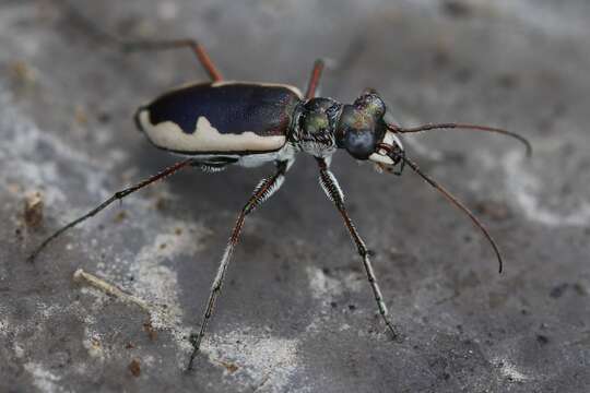 Image of Eunota circumpicta (La Ferté-Sénectère 1841)