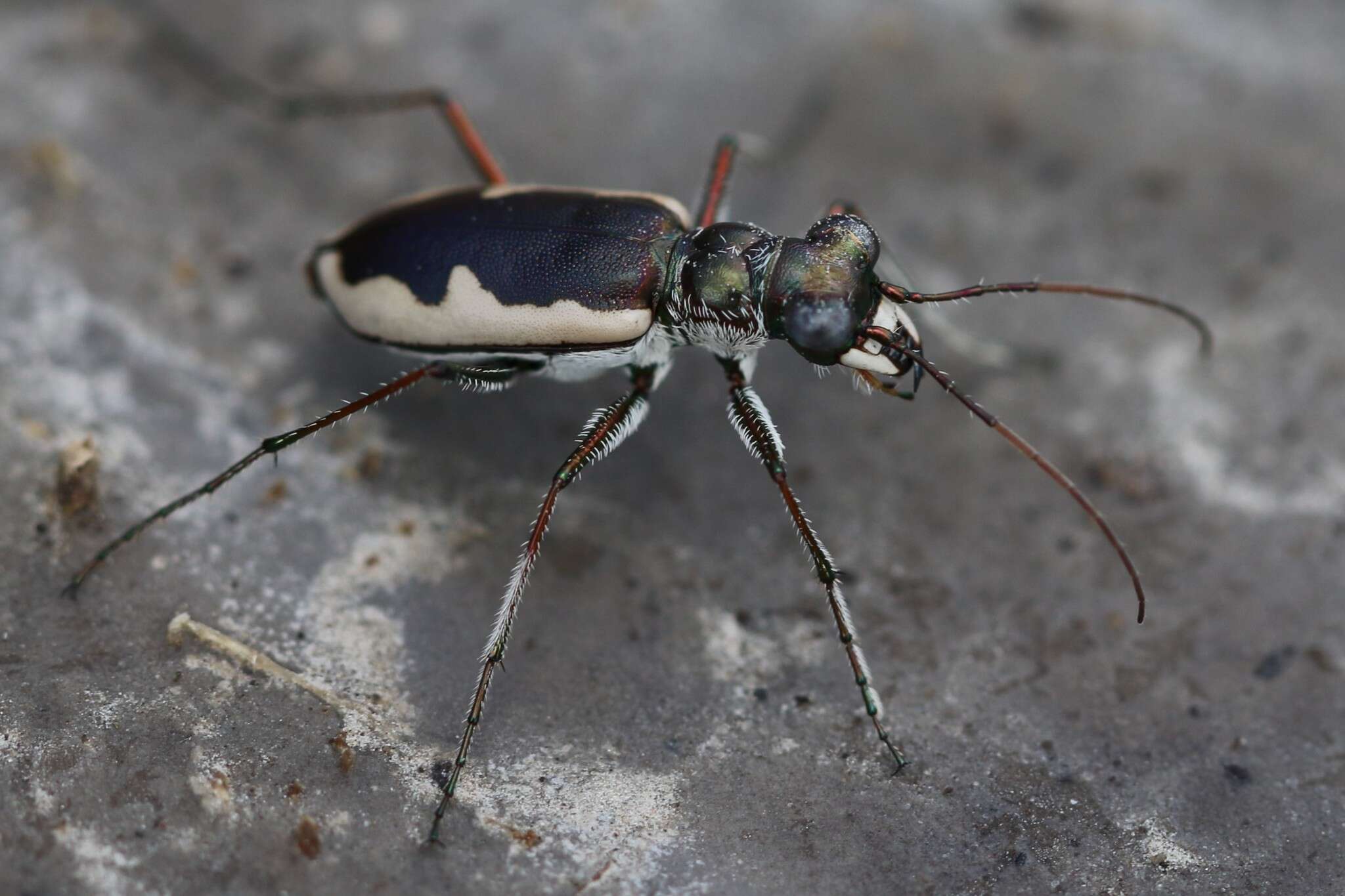 Image of Eunota circumpicta (La Ferté-Sénectère 1841)