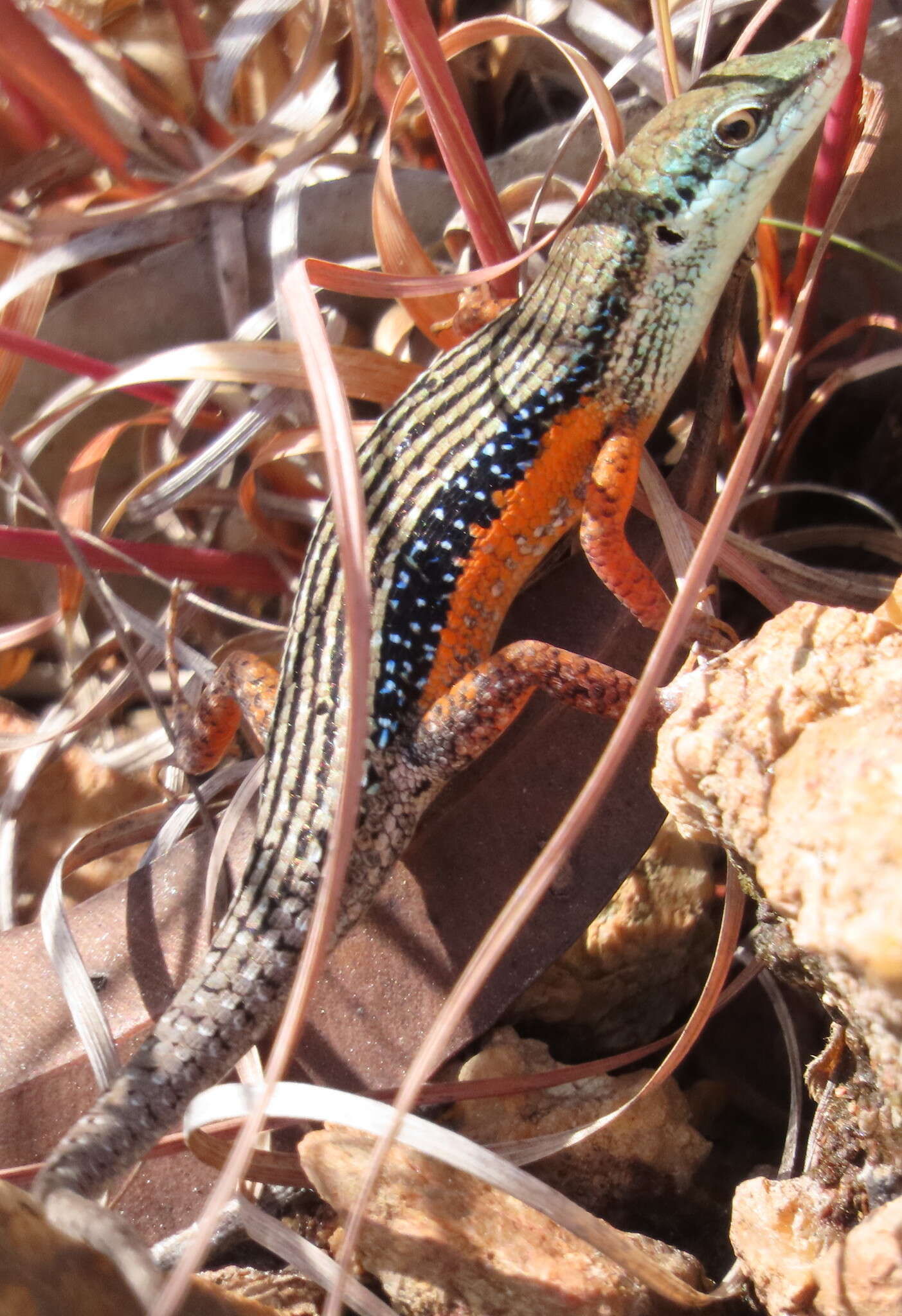 Image of Lined Rainbow-skink