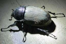 Image of Chalcosoma atlas keyboh Nagai 2004