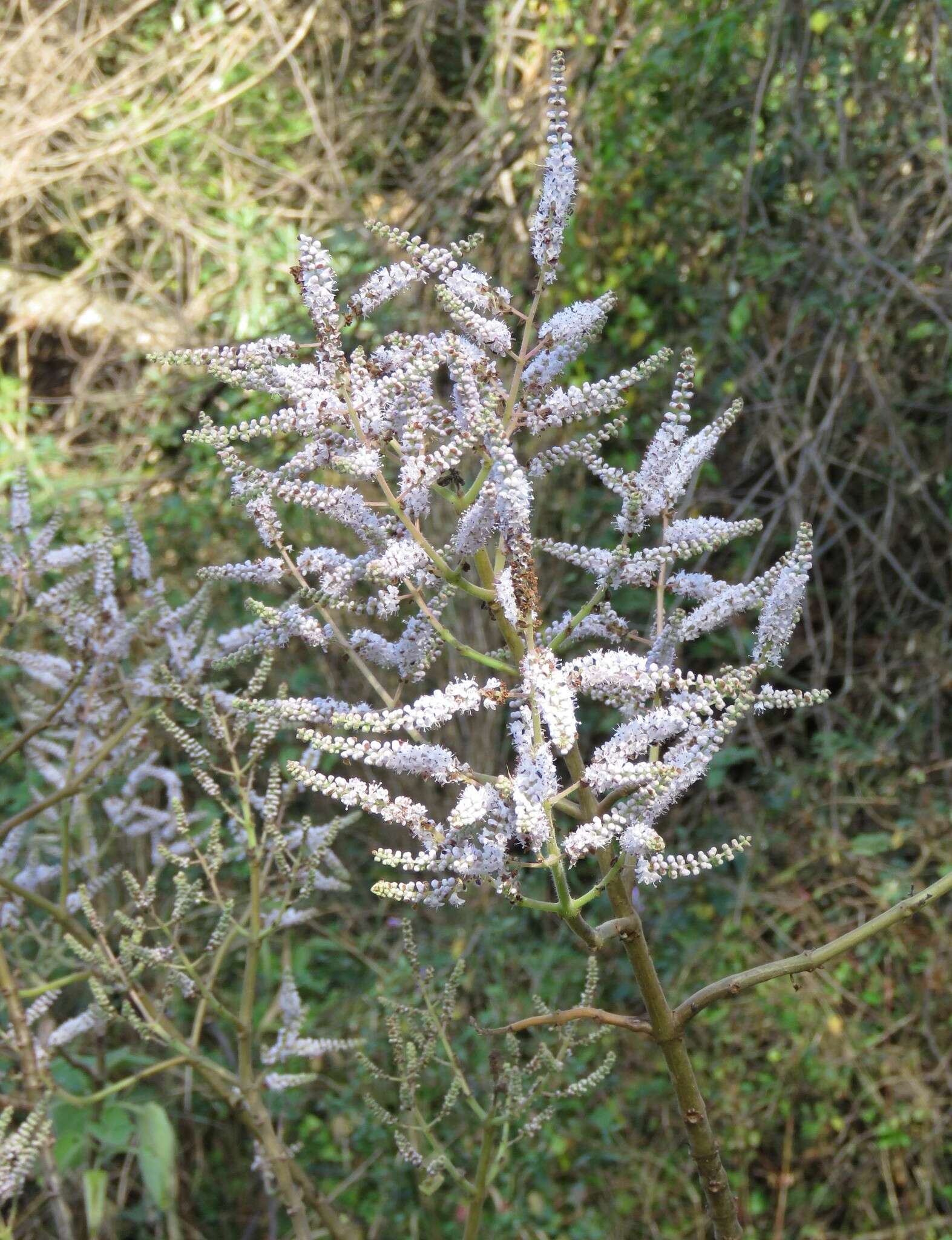 Слика од Tetradenia