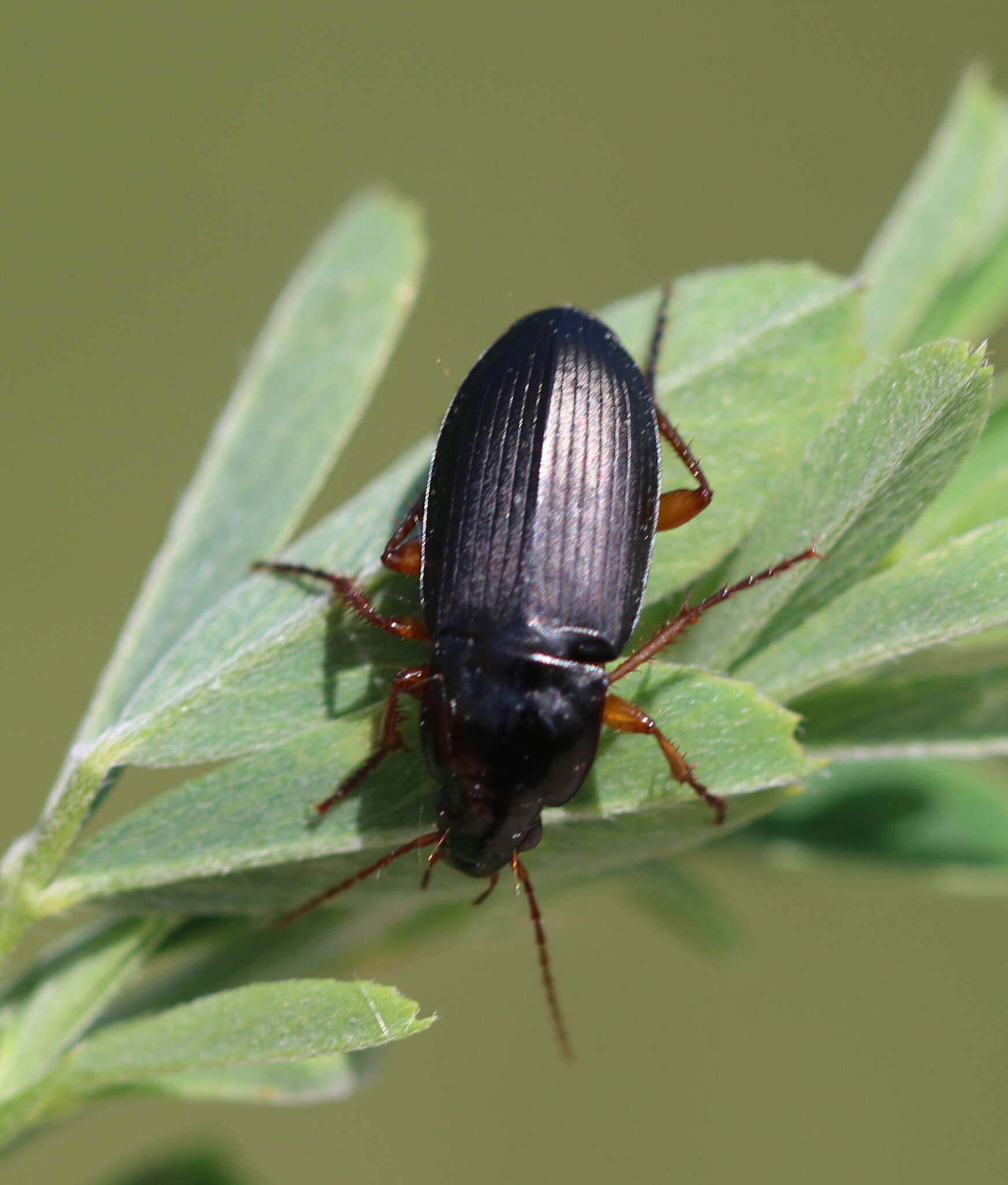 Image de Calathus (Neocalathus) erratus (C. R. Sahlberg 1827)