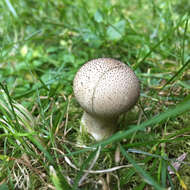 Imagem de Lycoperdon perlatum Pers. 1796