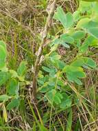 Image of Chamaecrista desvauxii var. latistipula (Benth.) G. P. Lewis