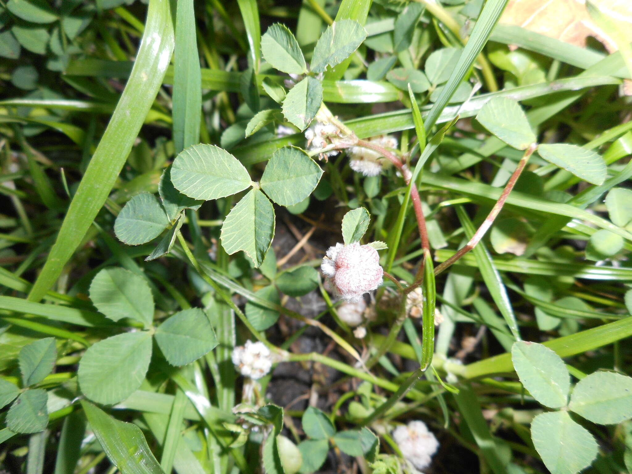 Image of woolly clover