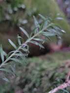 Podocarpus lawrencei Hook. fil. resmi