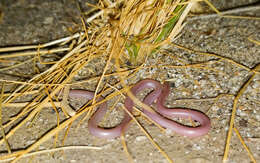 Image of Western Blind Snake