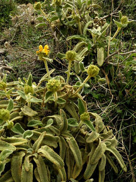 Image of Phlomis cretica C. Presl