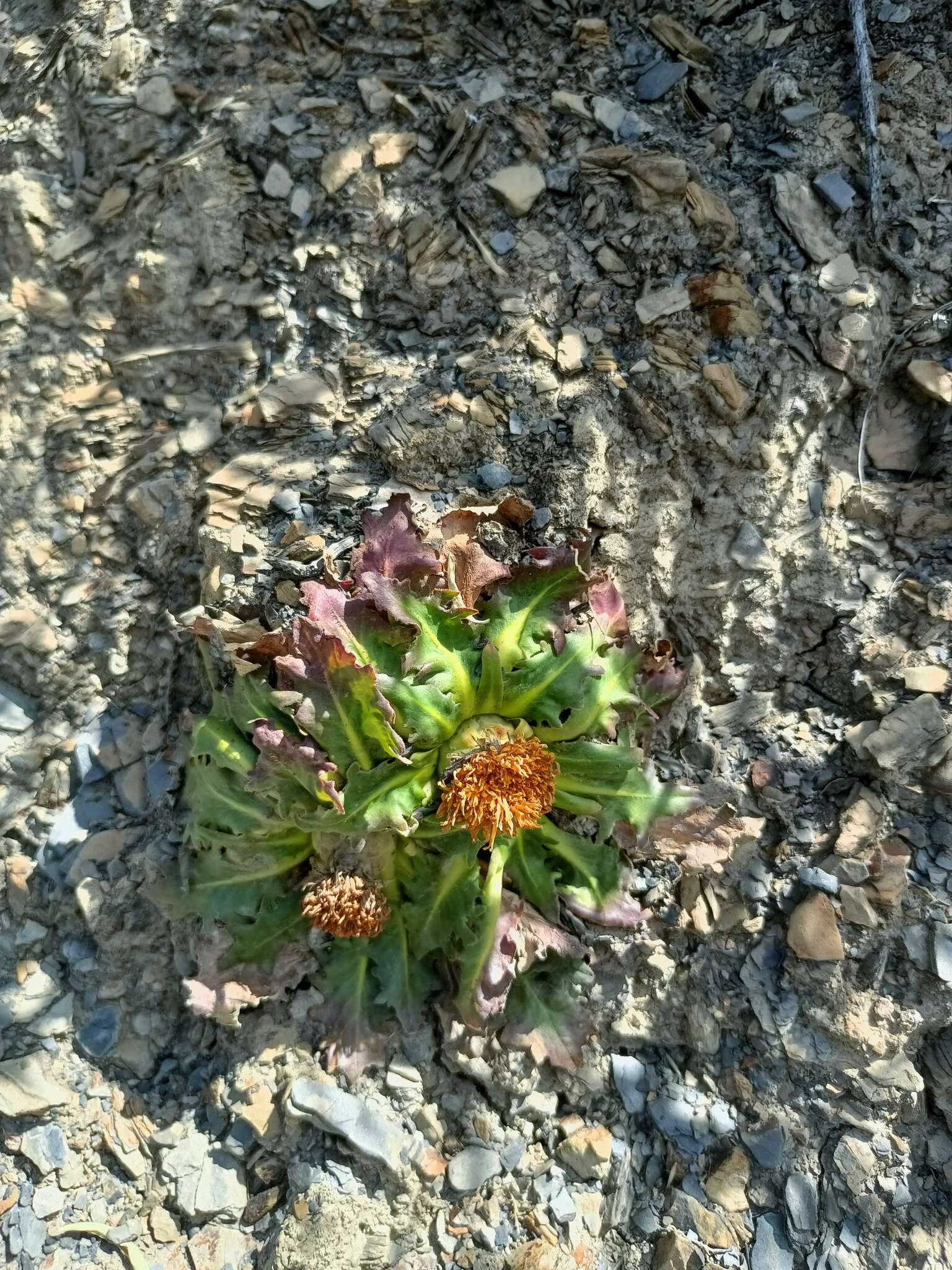 Image of Hypochaeris meyeniana (Walp.) Griseb.