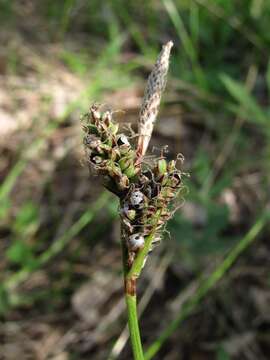 Image of Anthracoidea caryophylleae Kukkonen 1963