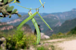 Image of tepary bean