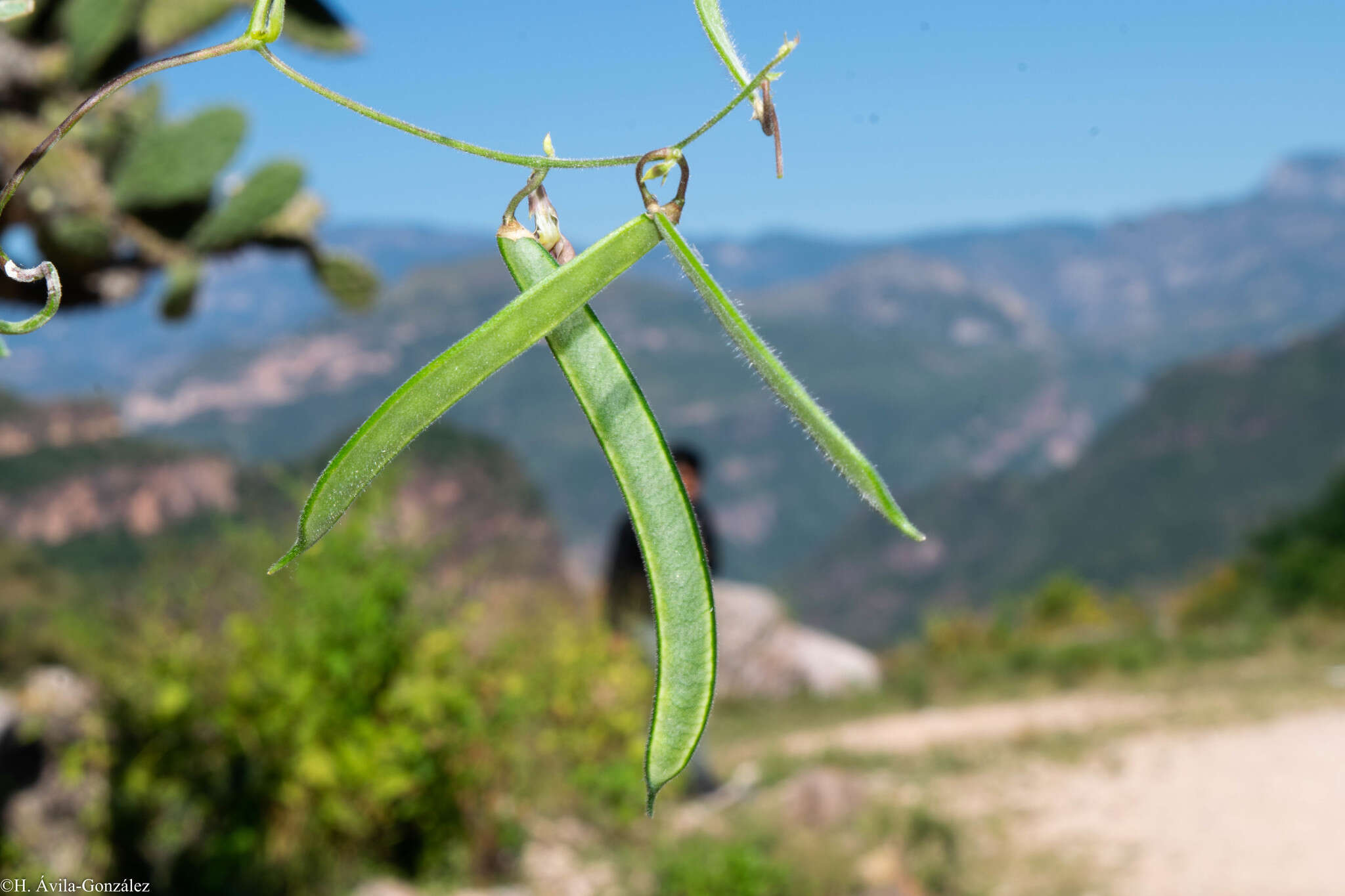 Plancia ëd Phaseolus acutifolius A. Gray