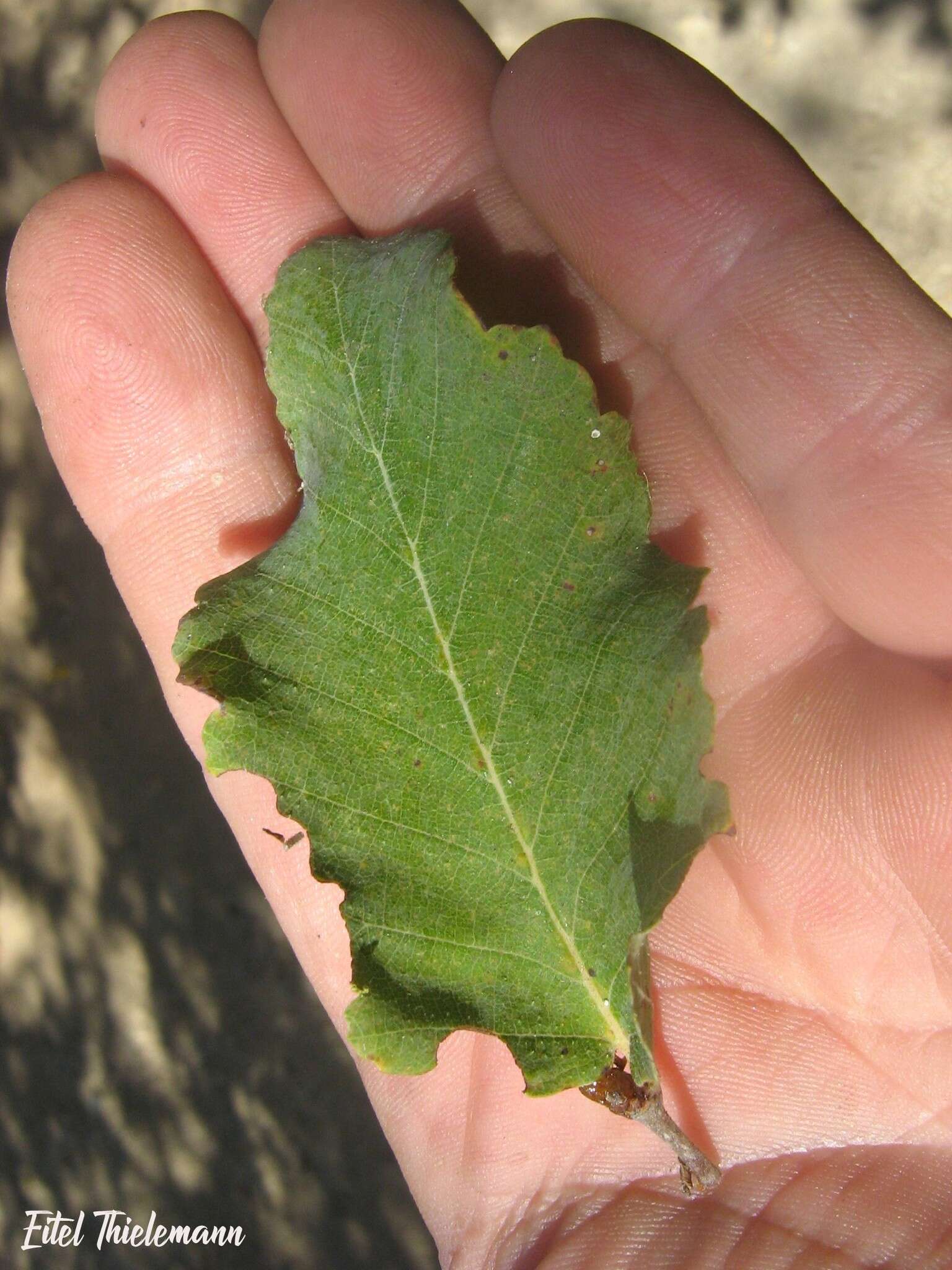 Plancia ëd Nothofagus glauca (Phil.) Krasser