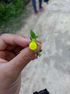 Image of Calceolaria mexicana Benth.