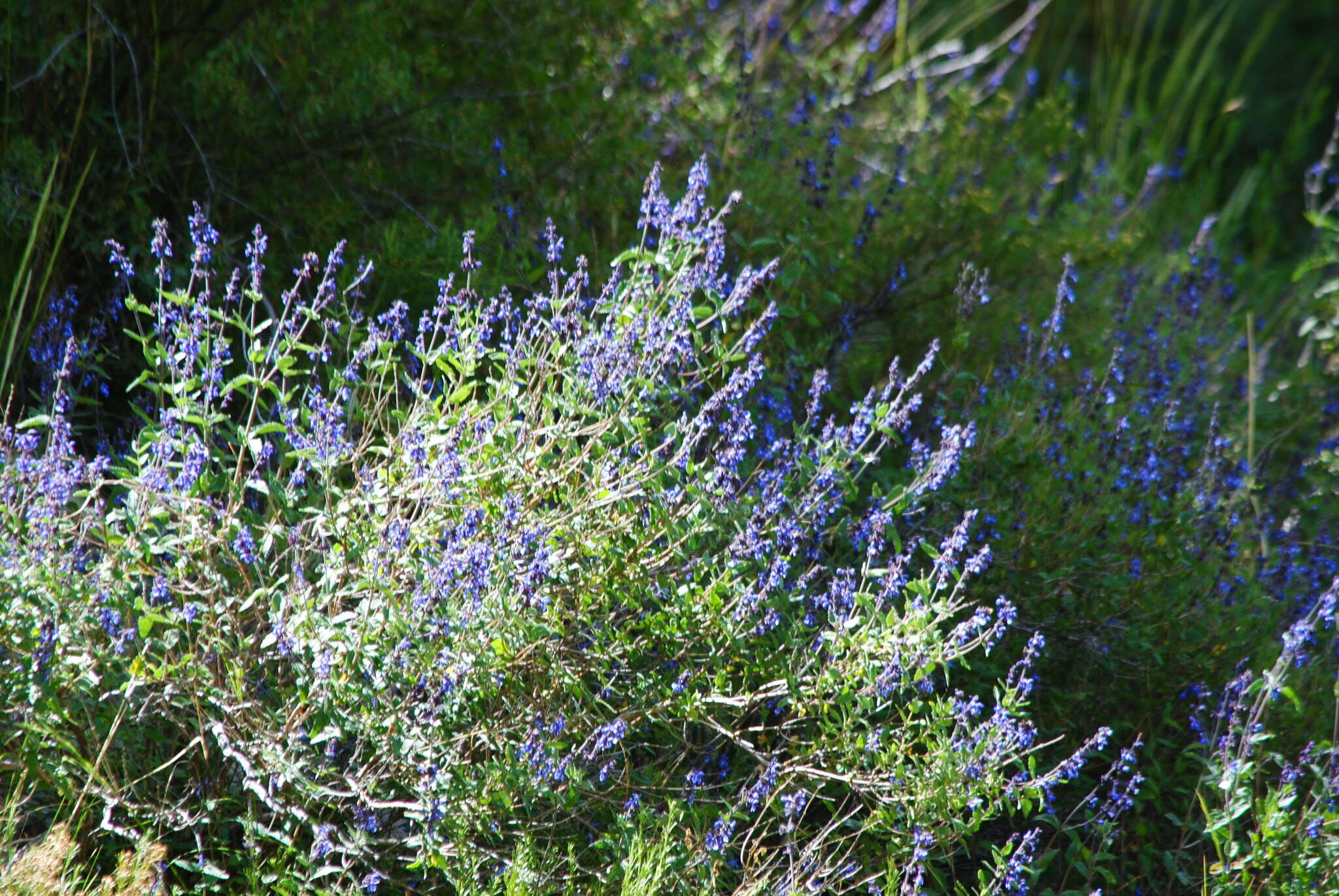 Imagem de Salvia cuspidata subsp. gilliesii (Benth.) J. R. I. Wood