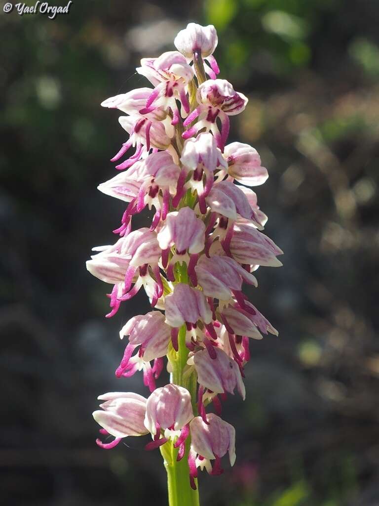 Orchis galilaea (Bornm. & M. Schulze) Schltr. resmi