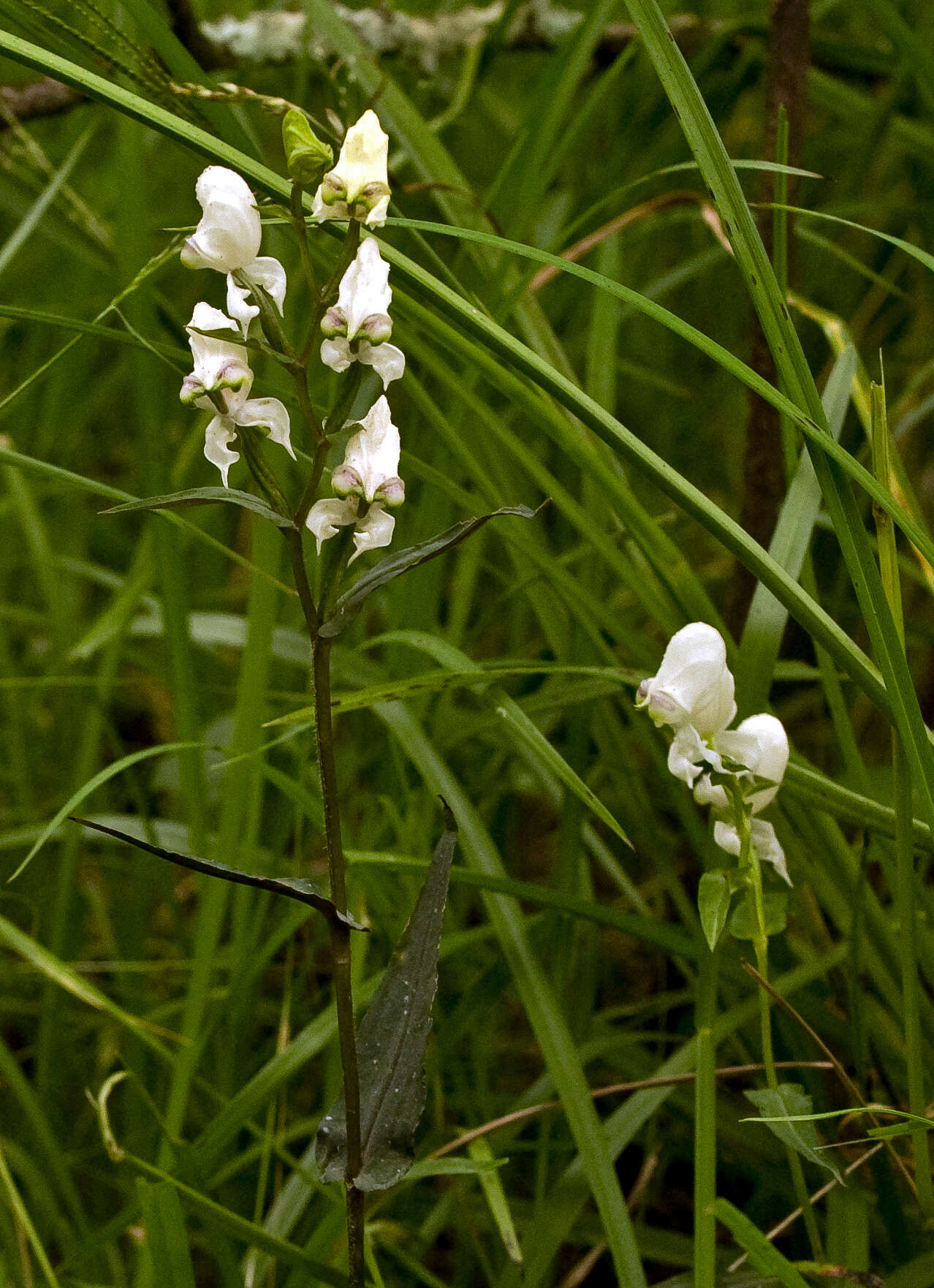 Image of Disperis fanniniae Harv.