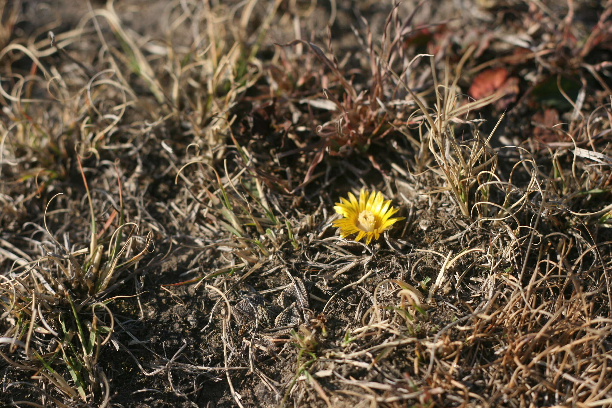 صورة Nananthus vittatus (N. E. Br.) Schwant.