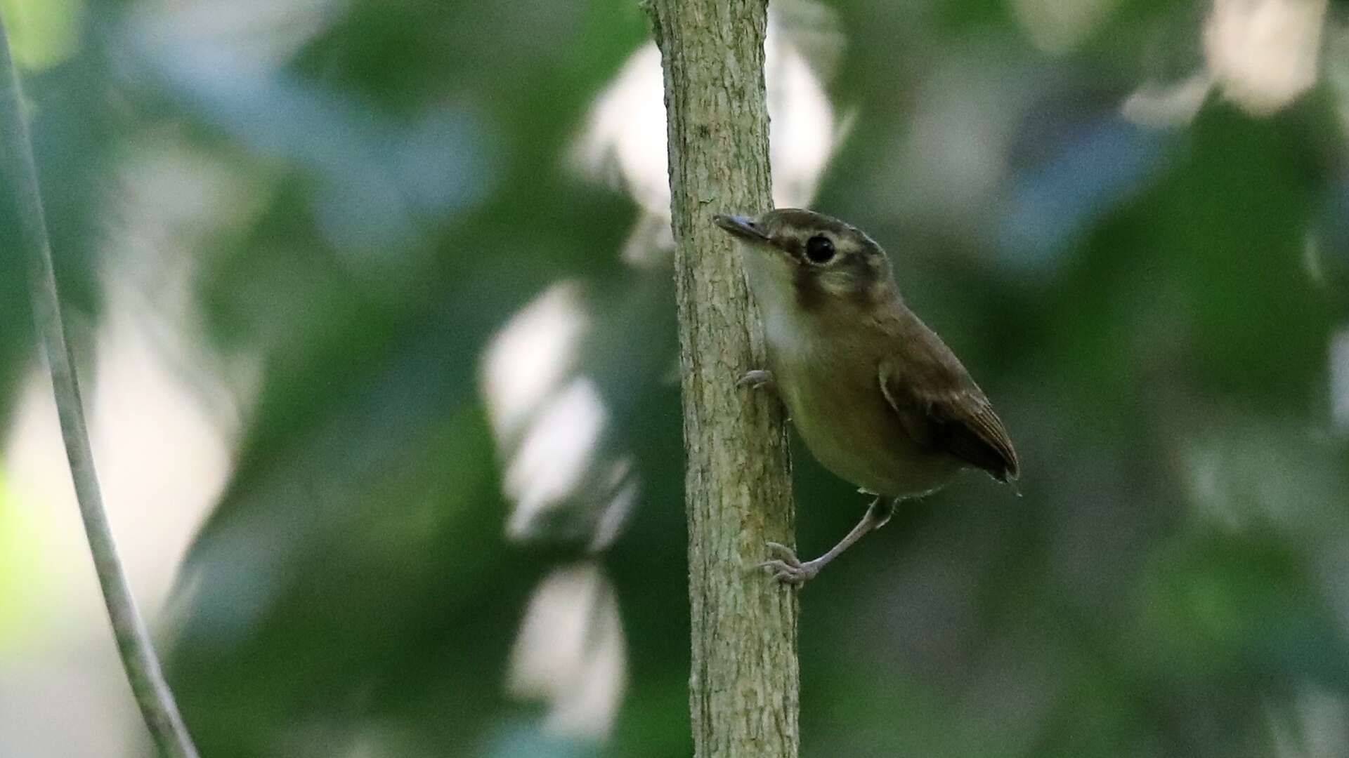 Image of Stub-tailed Spadebill