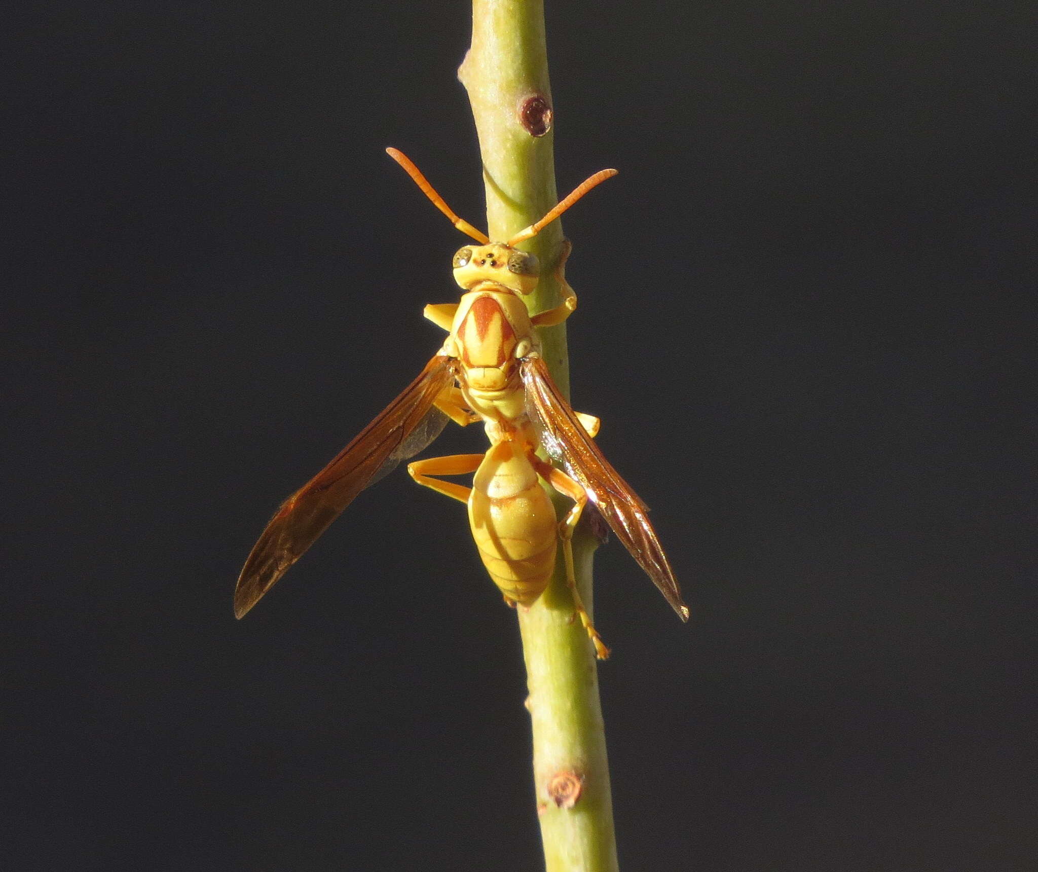 Image of Wasp