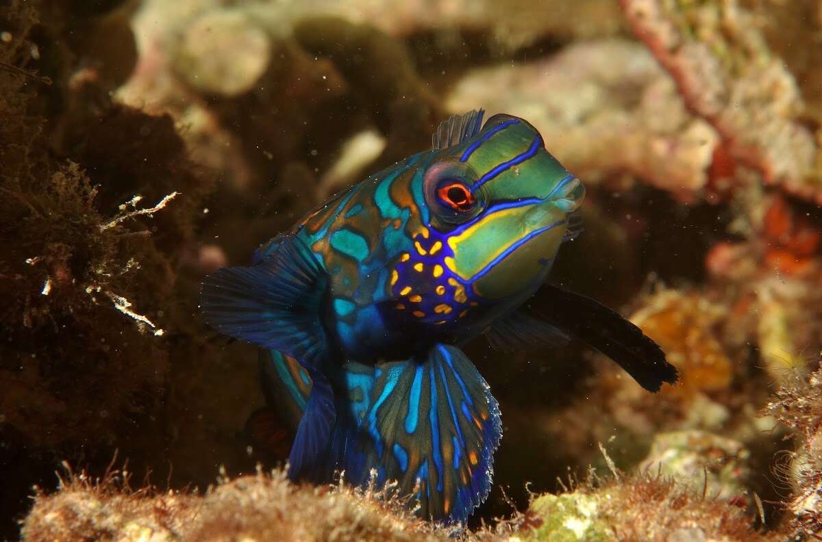 Image of Mandarinfish