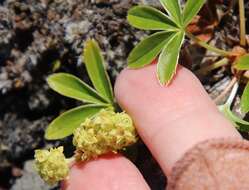 Image of Alpine Lady's-mantle