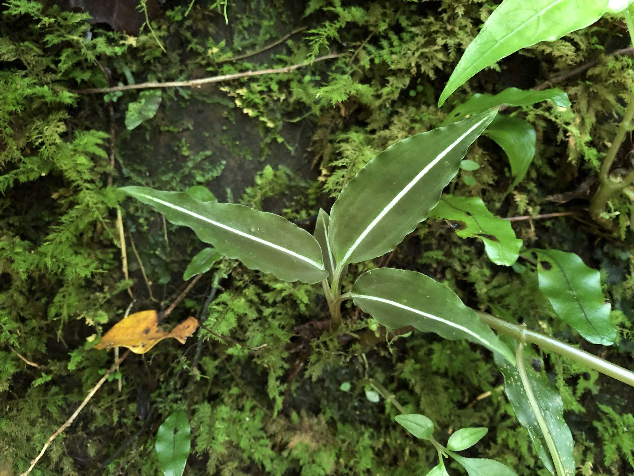 Image of Rhomboda yakusimensis (Masam.) Ormerod