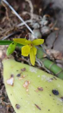 Image of Oestlundia ligulata (La Llave & Lex.) Soto Arenas