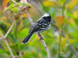 Image of Black-crested Tit-Tyrant