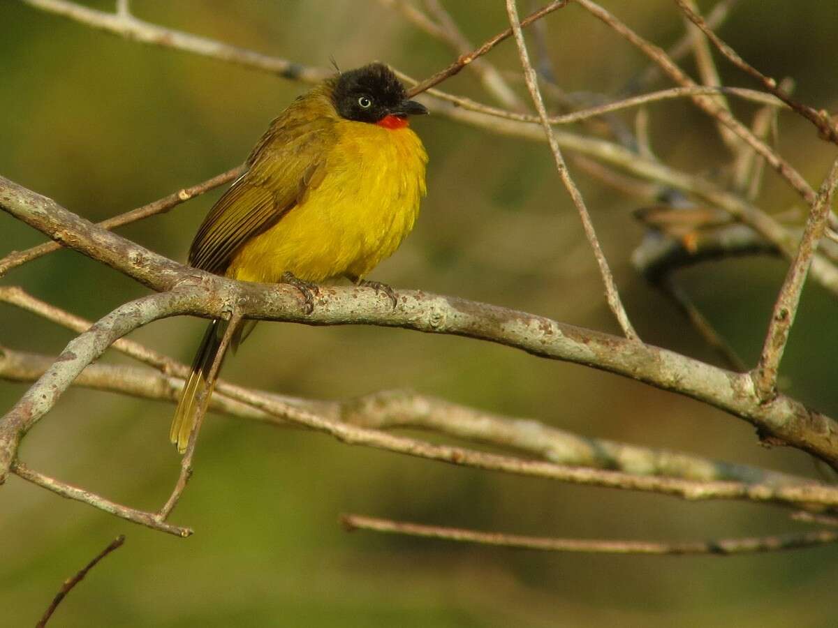 Image of Flame-throated Bulbul