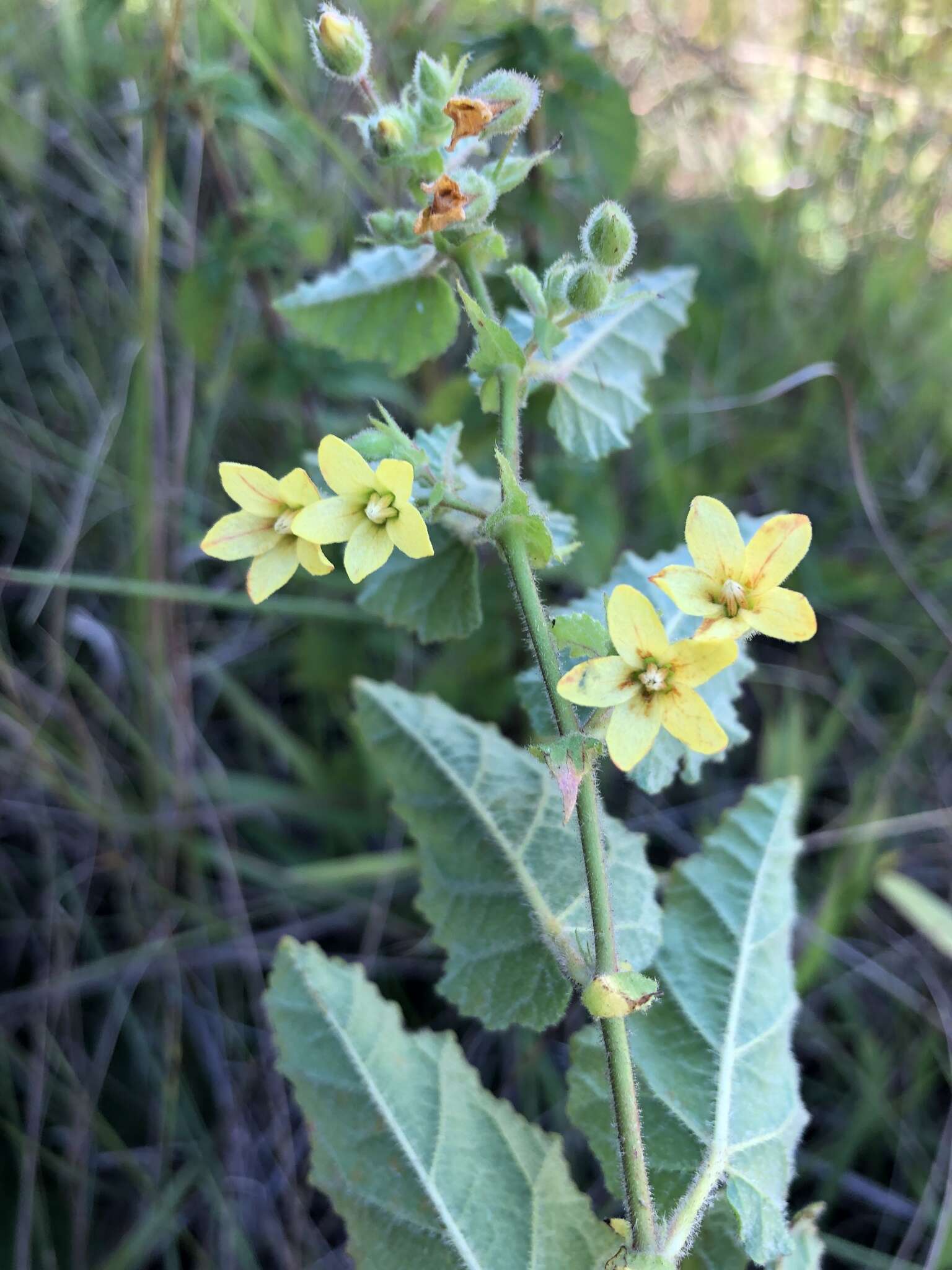 Hermannia grandifolia N. E. Br.的圖片